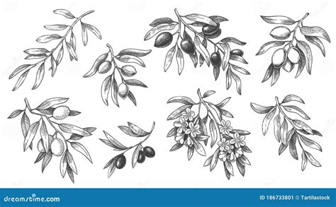 Engraved Olive Branch. Sketch Branches with Leaves and Blossoms, Hand ...