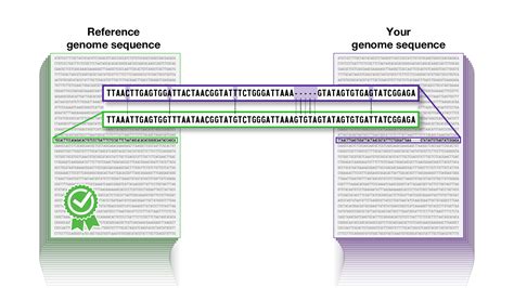 Human Genomic Variation