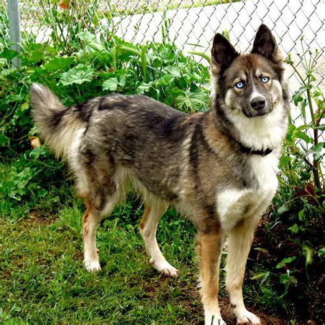 Husky German Shepherd Mix Price