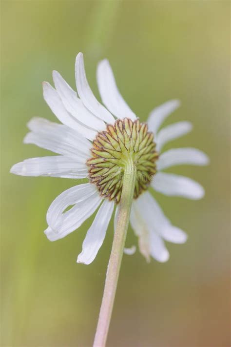 Sépalos Y Pétalos En La Parte Posterior De La Flor De Margaría Foto de archivo - Imagen de ...