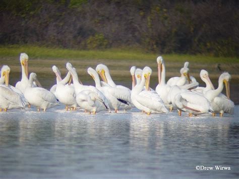 Tennessee Watchable Wildlife | american white pelican - Habitat: WATER