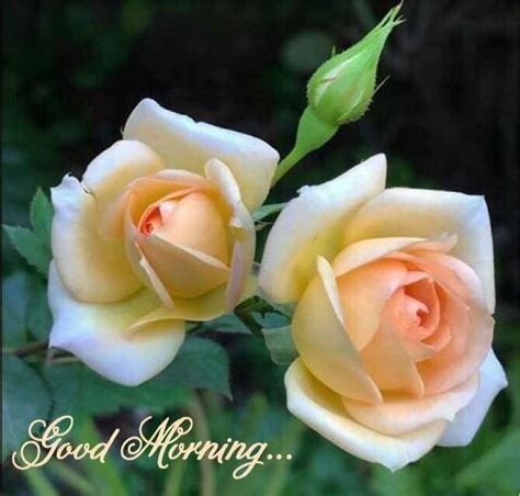 Good Morning With White Roses - DesiComments.com