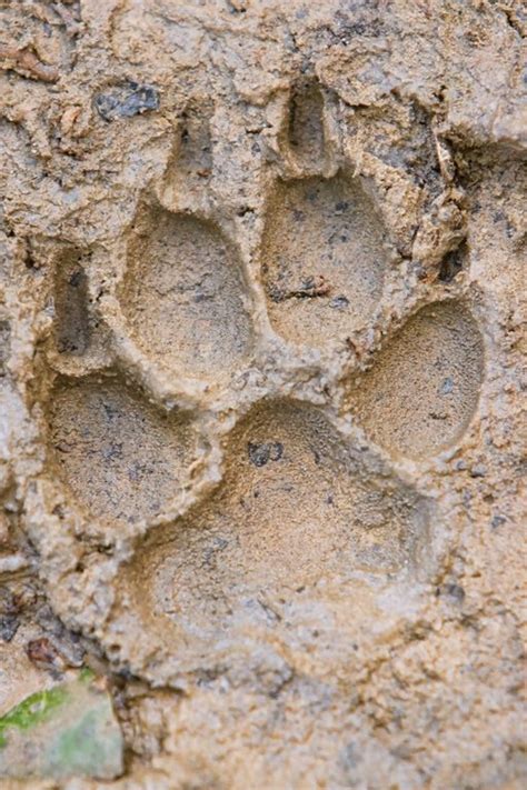 Mountain Lion tracks - Bing Images | Animal Love | Pinterest | Wolves, Track and Photos