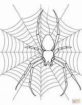 Spider Web Coloring Page Pages sketch template