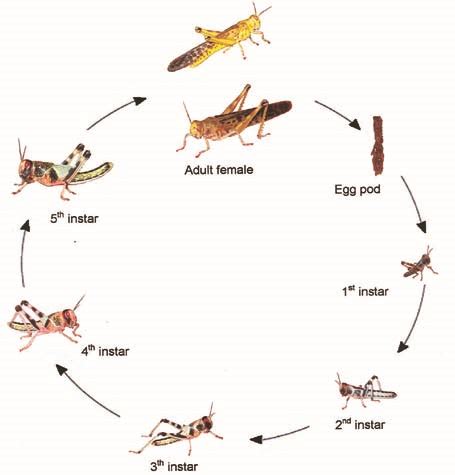 Locust Life Cycle