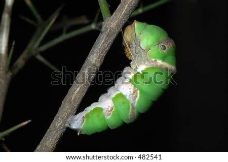 Green Caterpillar Of The Lime Butterfly Papilio Demoleus Getting Ready To Pupate By Hanging On ...