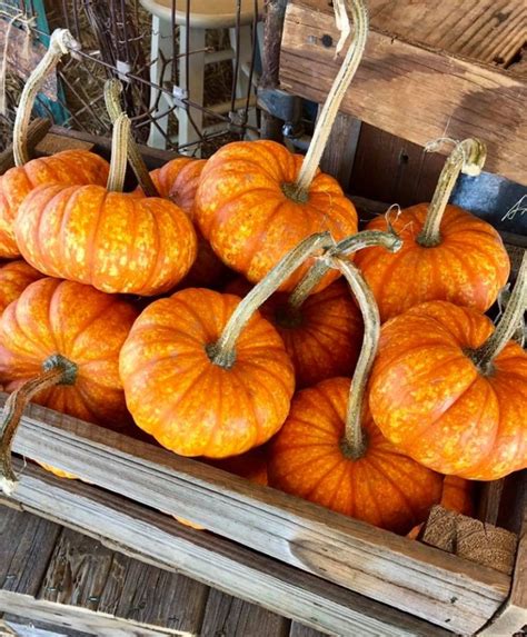 Hall's Pumpkin Farm in Grapevine celebrates 20-year anniversary | Community Impact