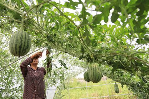 Growing Watermelon Vertically