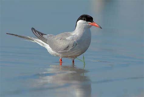 Tern | Common Tern | Common Tern, birds, animals, Sterna hirundo ... | Pet birds, Arctic animals ...