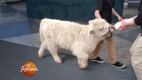 Baby Cattle GIFs - Get the best GIF on GIPHY