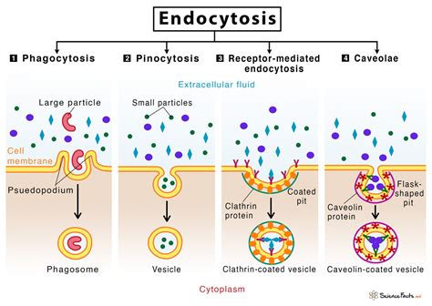 Endocytosis: Definition, Types, & Examples with Diagram