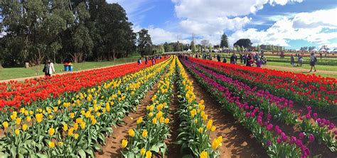 Tulip Festival of Kashmir: A Celebration of Spring's Beauty - Travel Destination Club