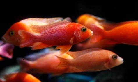 Strawberry Peacock Cichlid: Everything You Need to Know - fishcaringnow.com