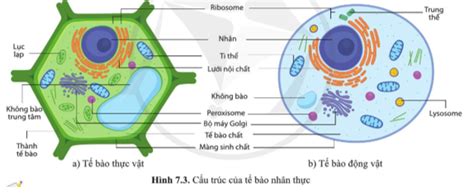 Quan sát các hình 7.2 và 7.3, nêu những thành phần cấu tạo giống nhau giữa tế bào nhân sơ và tế ...