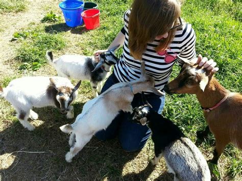 I went to the pygmy goat farm from that viral video. It was amazing. : aww