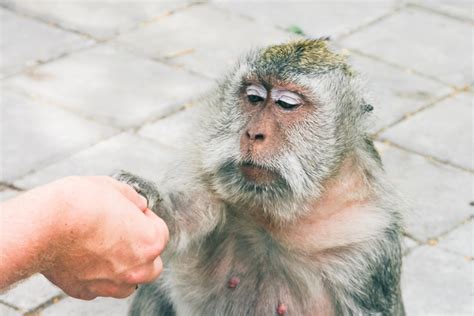 Ubud monkey forest & Uluwatu monkey temple in Bali | Sunshine Seeker