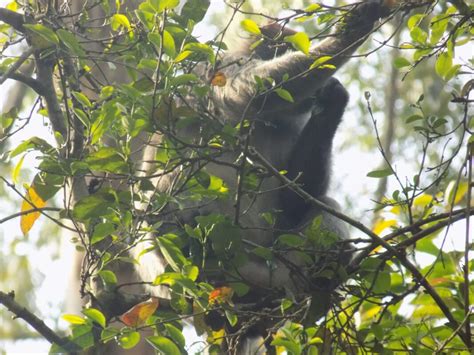 Chimpanzee Trekking Kibale Forest National Park - Acacia Safaris