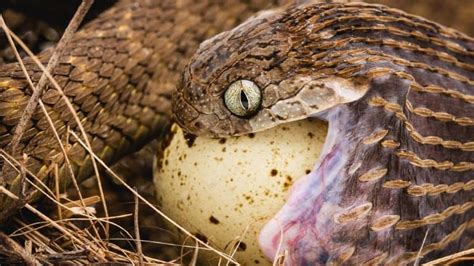 12 Egg-cellent Egg-Eating Snake Facts - Fact Animal