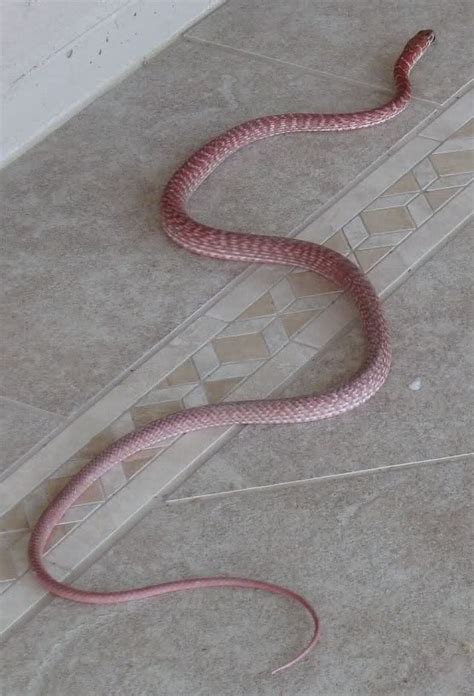 Red Racer Snakes Spectacular Animal ~ planetanimalzone