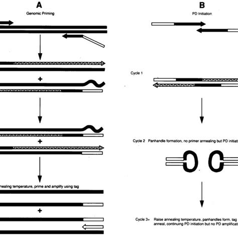 (PDF) The elimination of primer-dimer accumulation in PCR