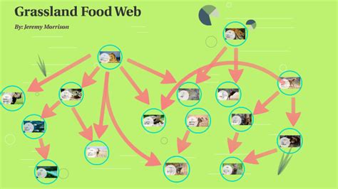 Grassland Food Web by Jeremy Morrison