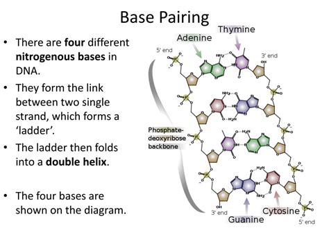 PPT - The Structure of DNA PowerPoint Presentation, free download - ID:1460836