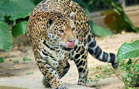 7 Amazing Facts - the Jaguars of Costa Rica