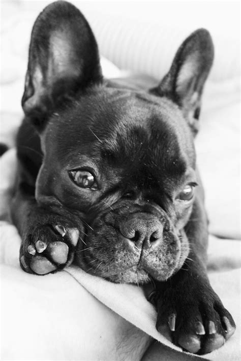 Cute French Bulldog Puppy sleeping in Bed #sweet #frenchbulldogpuppy ...