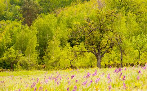 Summer Wildflowers Wallpaper - WallpaperSafari