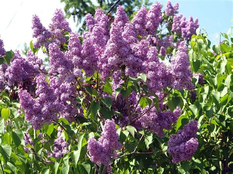 How and When to Prune Lilacs | Hunker | Lilac tree, Lilac bushes, Lilac gardening