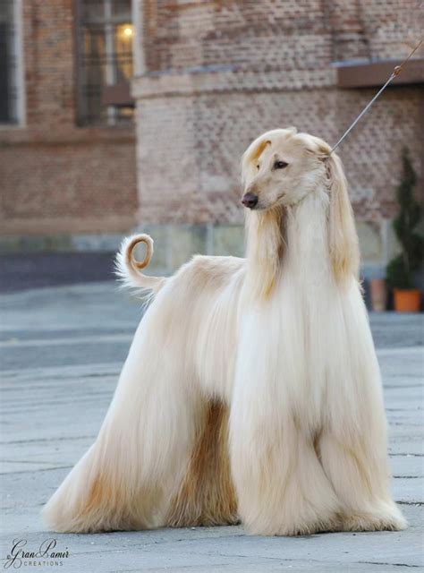 18 Elegant Afghan Hounds That Will Give You Some Serious Hair Envy ...