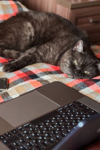 Premium Photo | Funny cat pretends to use laptop