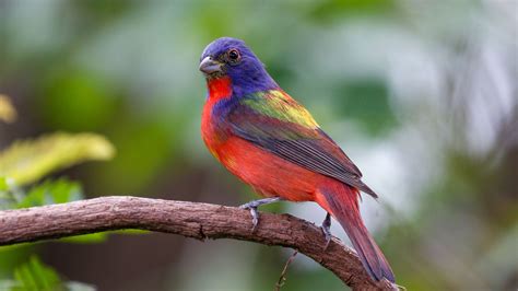 Why Are Buntings All So Good? | Audubon