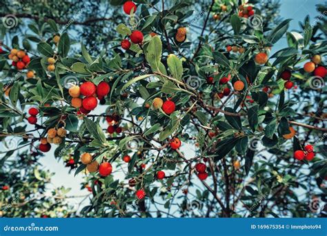 Arbutus Unedo or Strawberry Tree for Background Stock Photo - Image of nature, flowers: 169675354