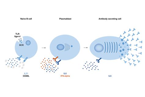 B Cell Biology and Engineering