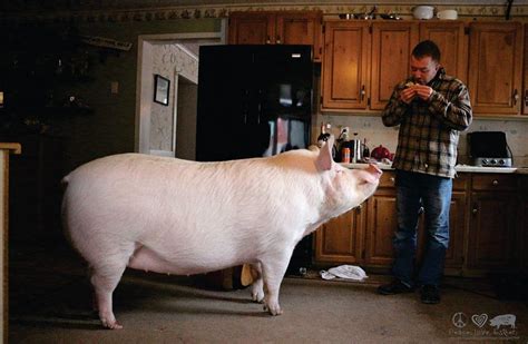 Meet Esther the Wonder Pig: Family adopts "micro pig," then it grows to ...