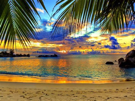 Beach_tropics_sea_sand_palm_trees_84750_640x1136 – Artofit