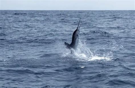 Swordfish - Description, Habitat, Image, Diet, and Interesting Facts