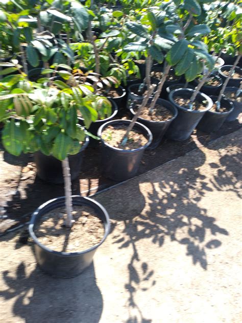 Thai Guava Tree- 2 Feet Tall - Airlayered Tree - Ship in 1Gal Pot ...