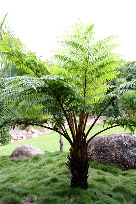 Cyathea cooperi (Australian Tree Fern)