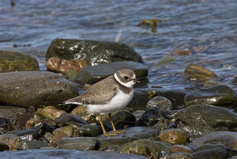 Semipalmated Plover Photograph by Andrew J. Martinez - Fine Art America