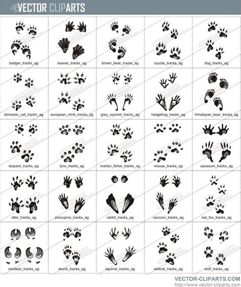 19 Awesome raccoon tracks clipart | Animal tracks, Animal footprints, Survival