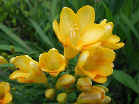 Freesia (Freesia) – A to Z Flowers