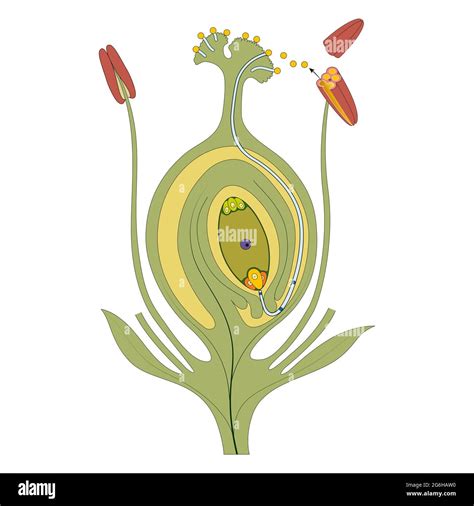 Fertilization ovule plant hi-res stock photography and images - Alamy