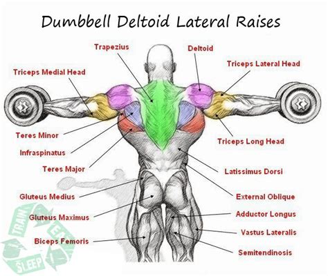 Dumbbell Deltoid Lateral Raises - Shoulder Workout Upper Body Ab ...