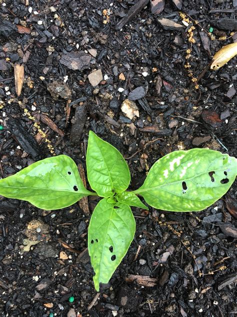 Bell Pepper Plant Aphids - Garden Plant