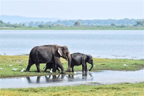 How To See Elephants At Minneriya National Park, Sri Lanka | The ...