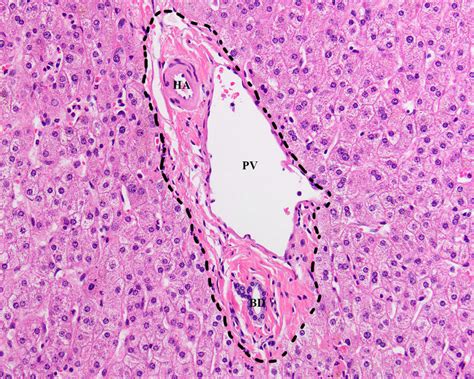 Normal Liver Histology 101 | AASLD