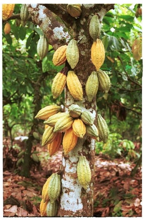 Cocoa Seeds Cacao Seeds Theobroma free shipping sri lanka | Etsy