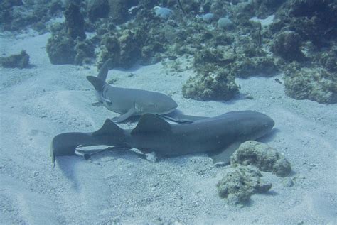 Taino Divers Gallery — Taino Divers